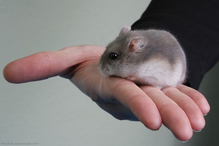 Apprivoiser son hamster 2