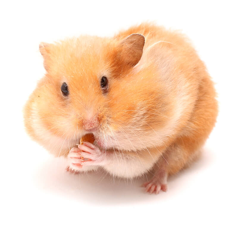Ne Pas Adopter Un Hamster La Va vite Et Se Poser Les Bonnes Questions