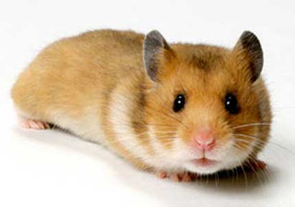 Hamster doré 1