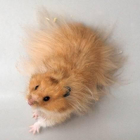 Hamster doré 3