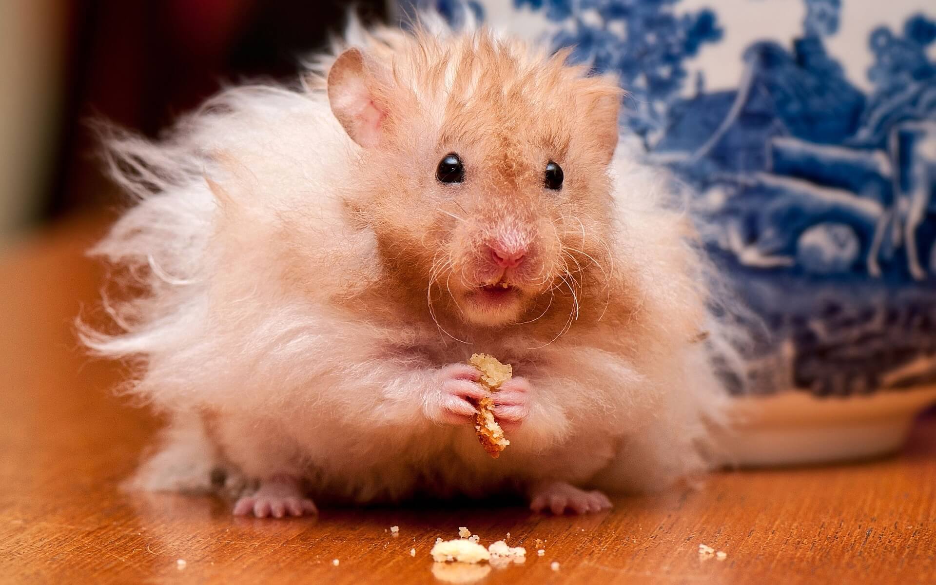 Hamster doré 4
