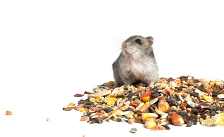 Lalimentation du hamster - Comment bien nourrir son rongeur