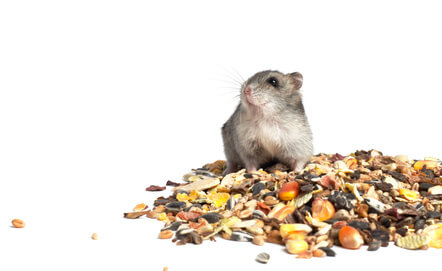 L'alimentation du hamster