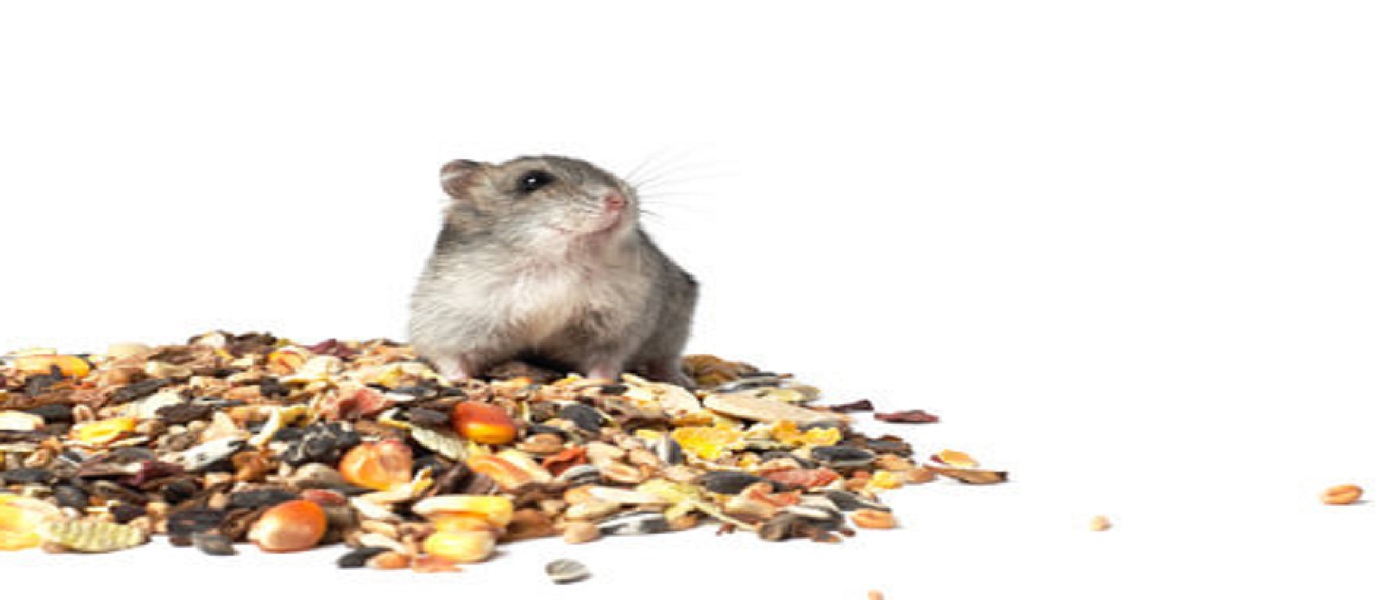 L’alimentation du hamster – Comment bien nourrir son rongeur