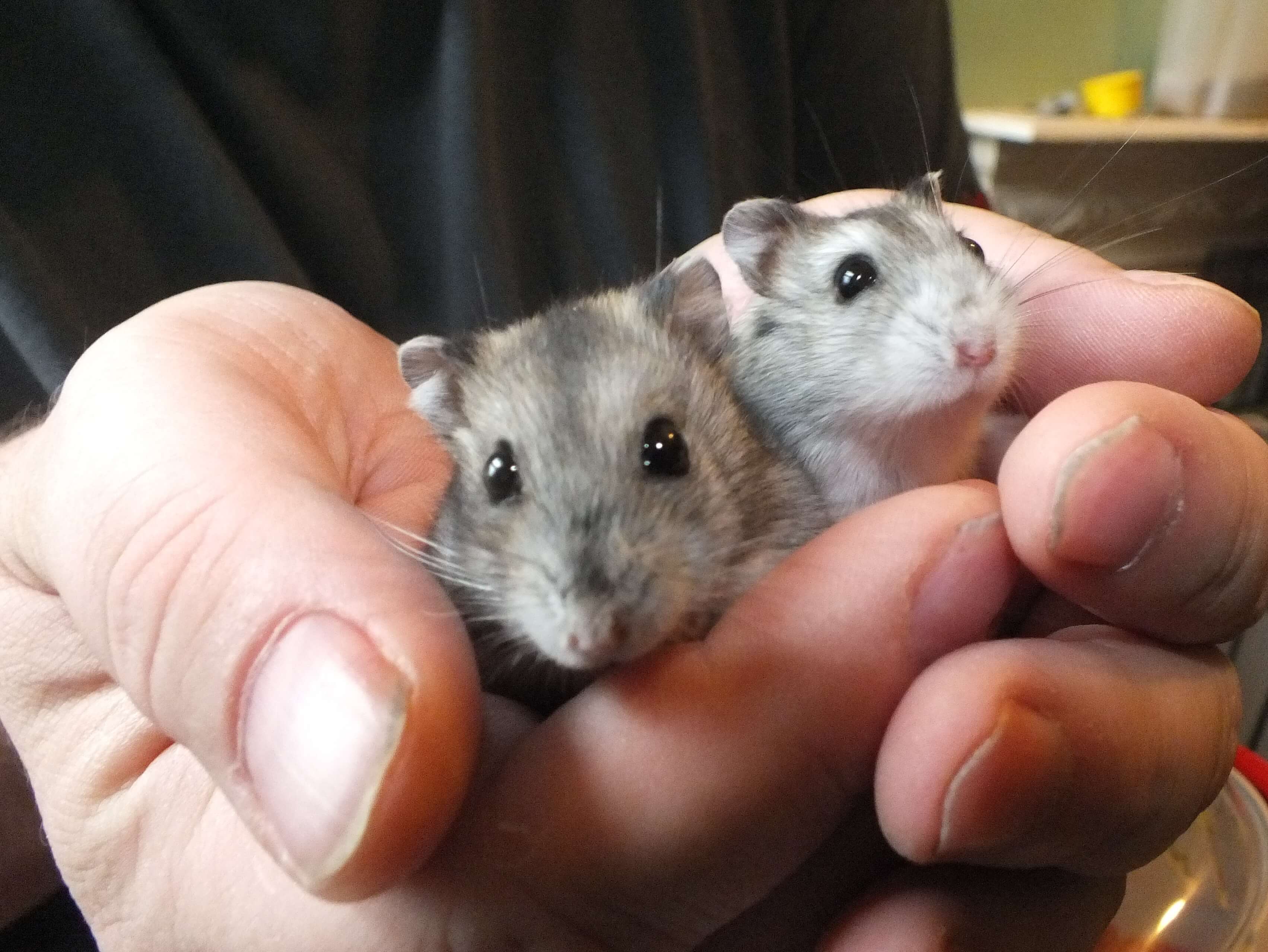 Le hamster et ses congénères 2