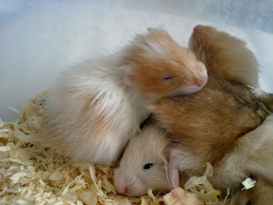 Le hamster et ses congénères