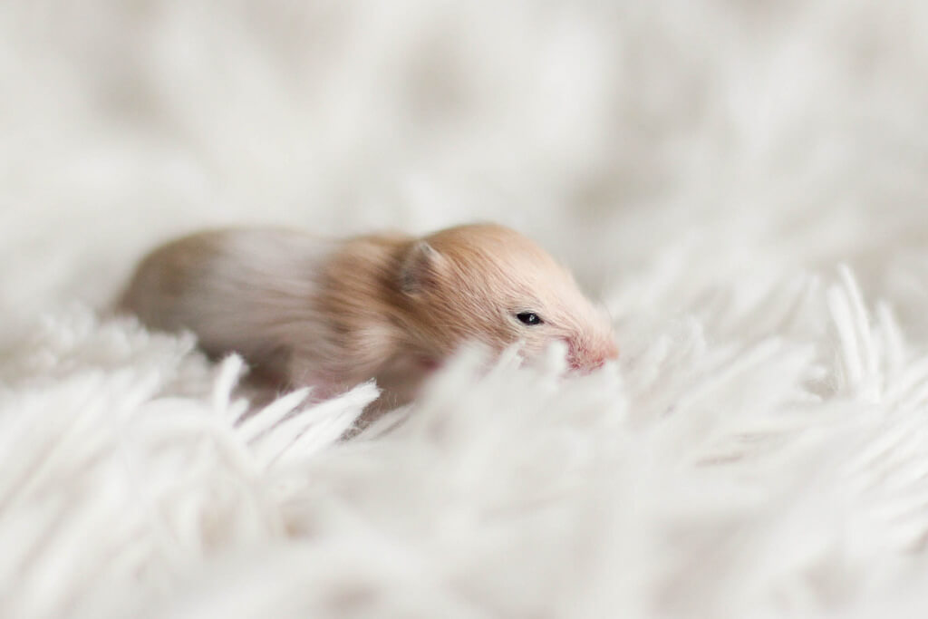 Bac à sable pour Souris et Hamsters - Produits d'hygiène