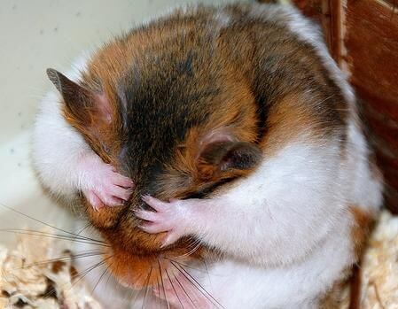 Les occupations préférées des hamster 1