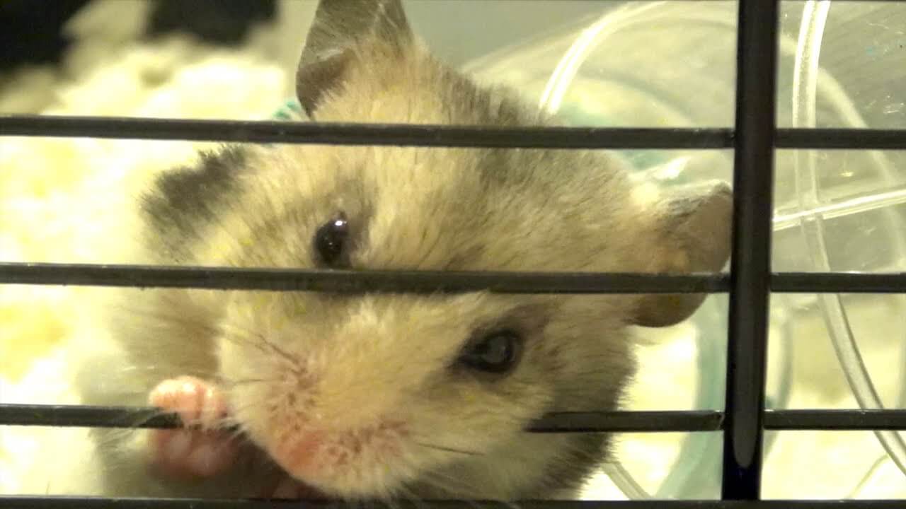 Les occupations préférées des hamster 2