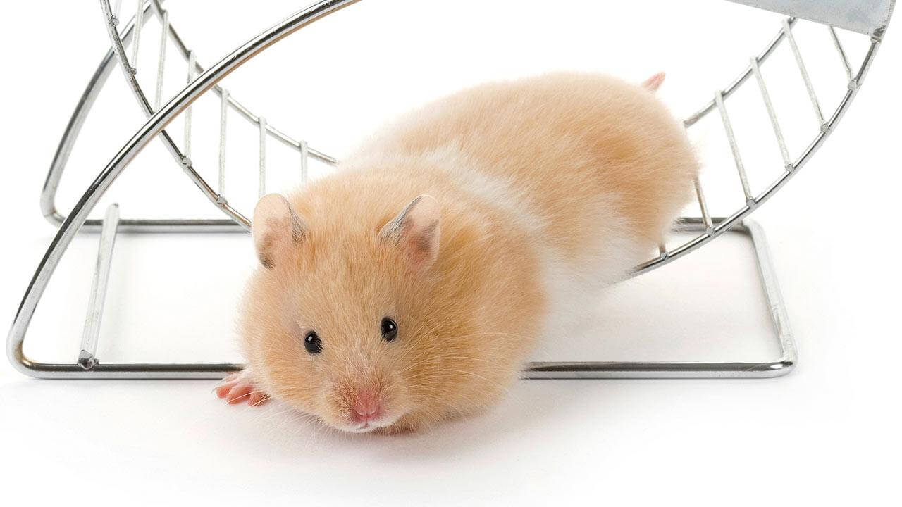 Les occupations préférées des hamster 4