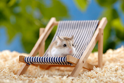 Que faire du hamster pendant les vacances 1