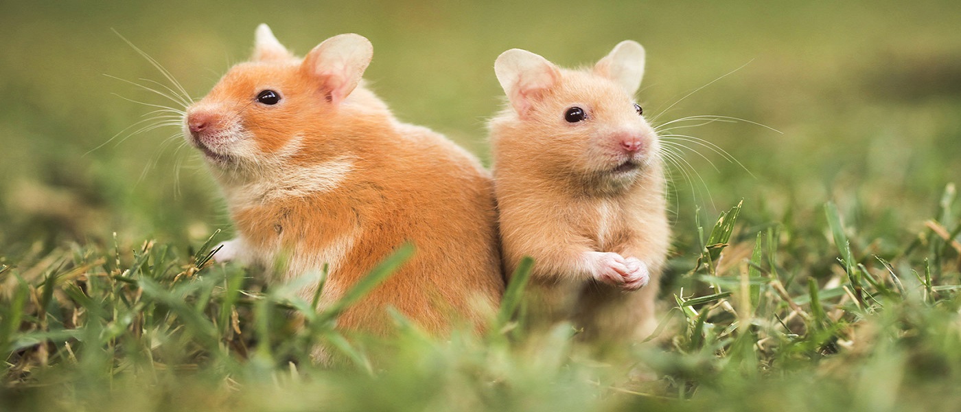 Dix questions à se poser avant d’adopter un hamster et éviter l’achat impulsif