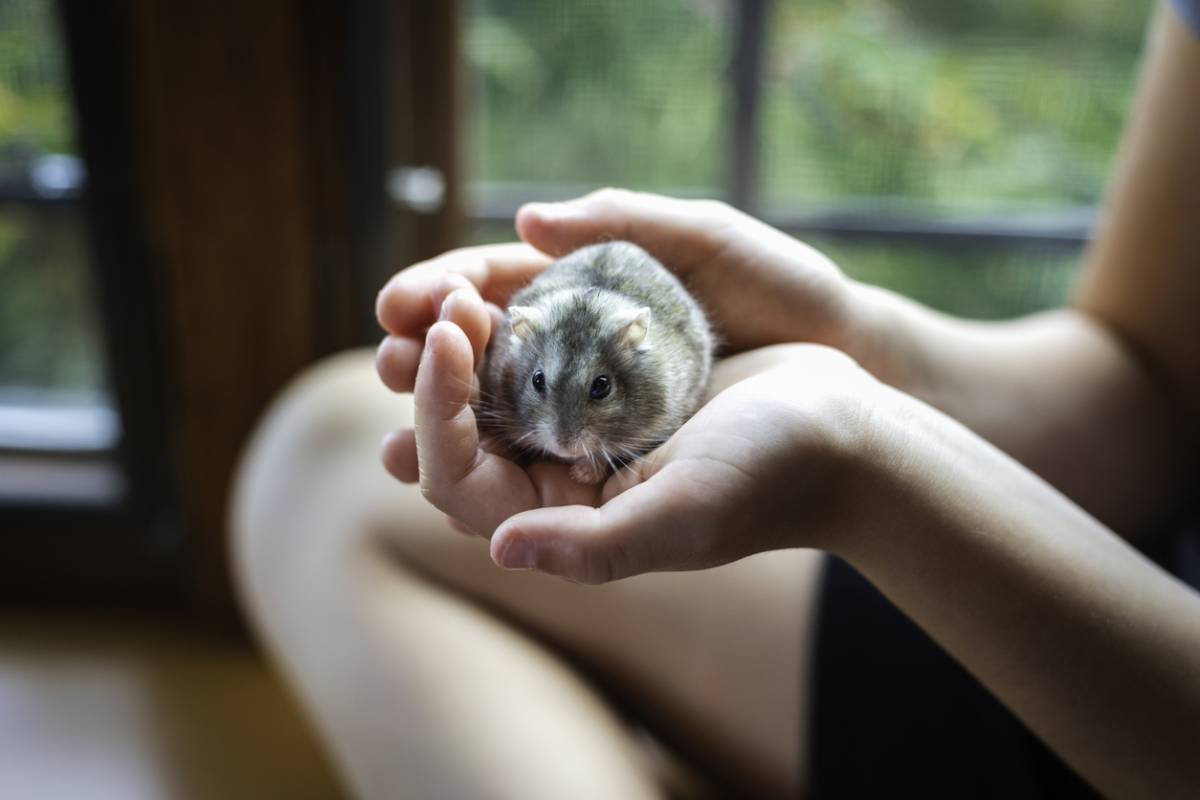 NAC : soins et hygiène des nouveaux animaux de compagnie