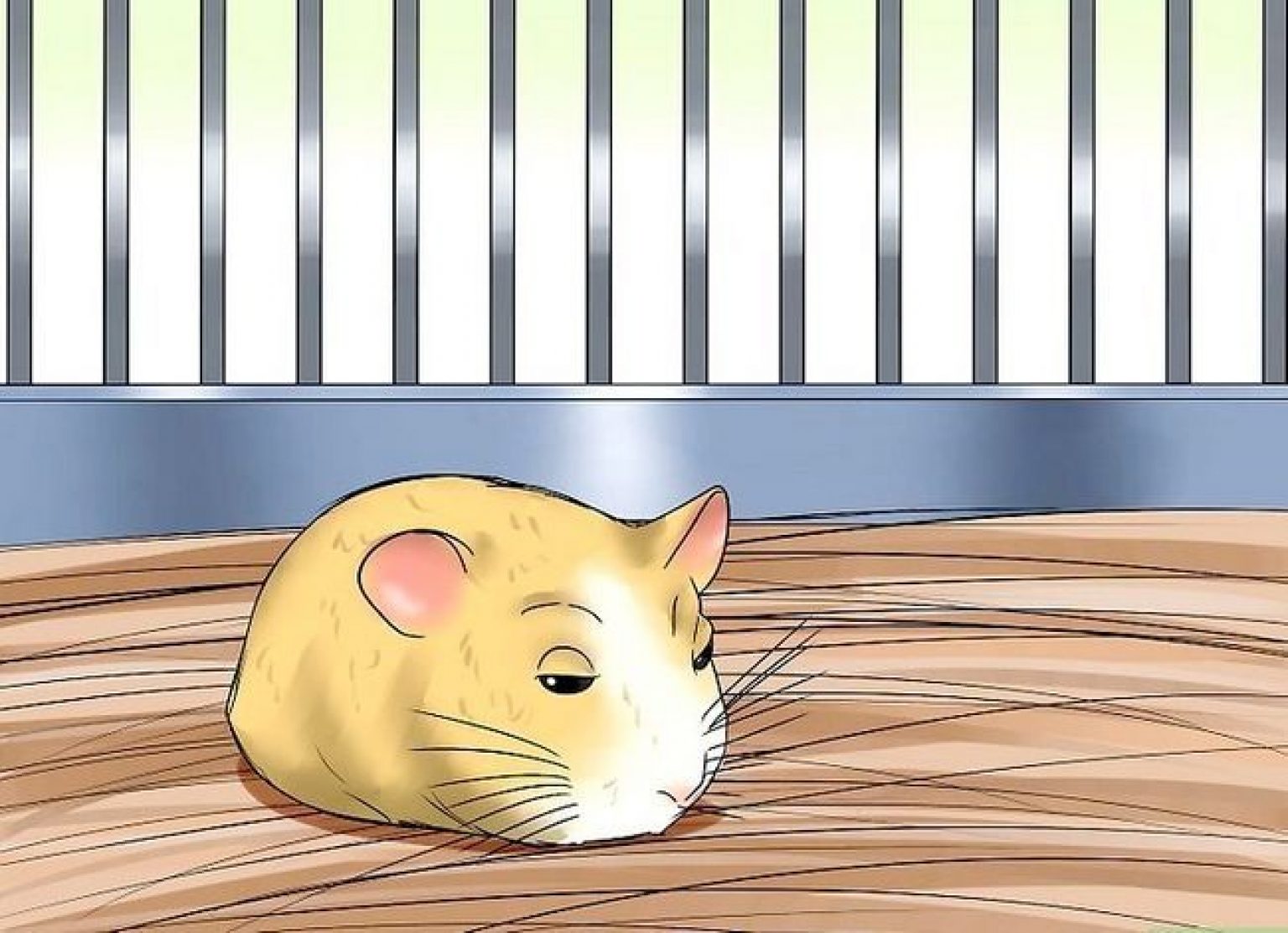 4 façons de survivre à la mort de votre hamster Mon hamster
