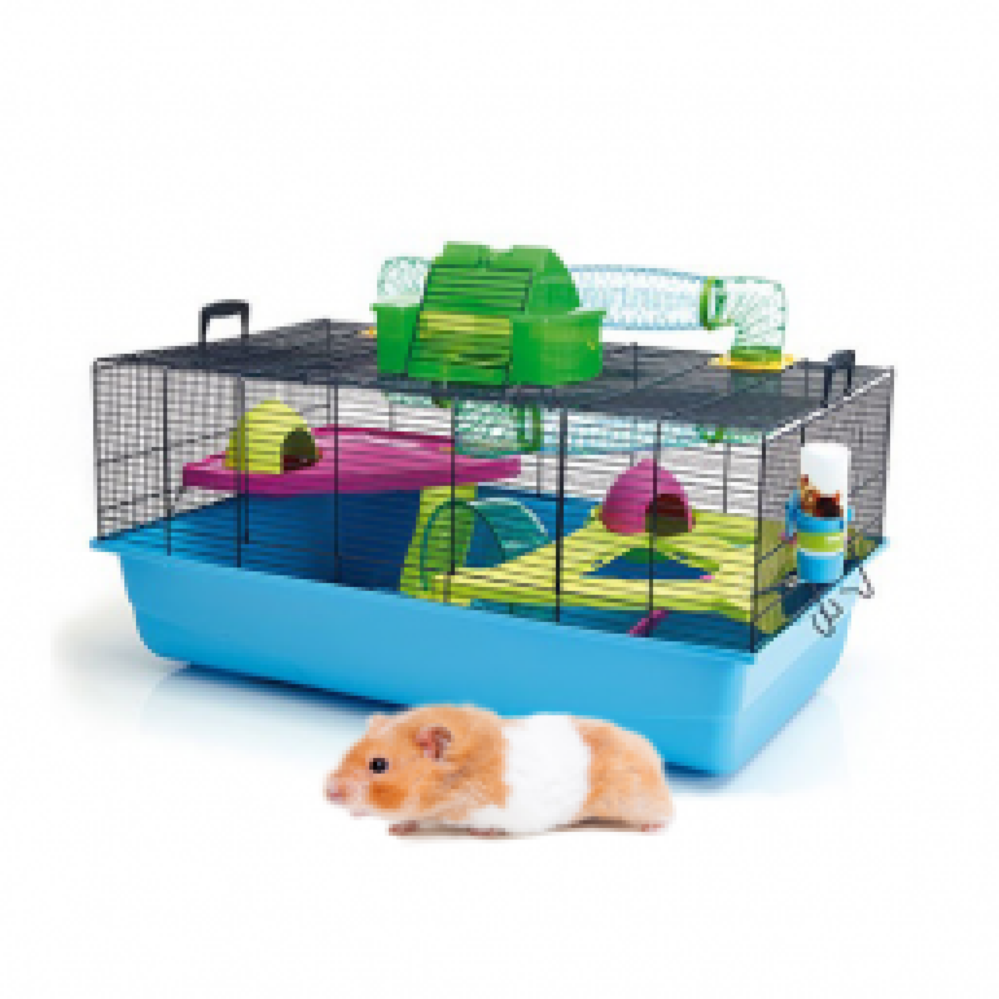 Comment prendre soin d'un hamster russe »wiki utile Mon hamster