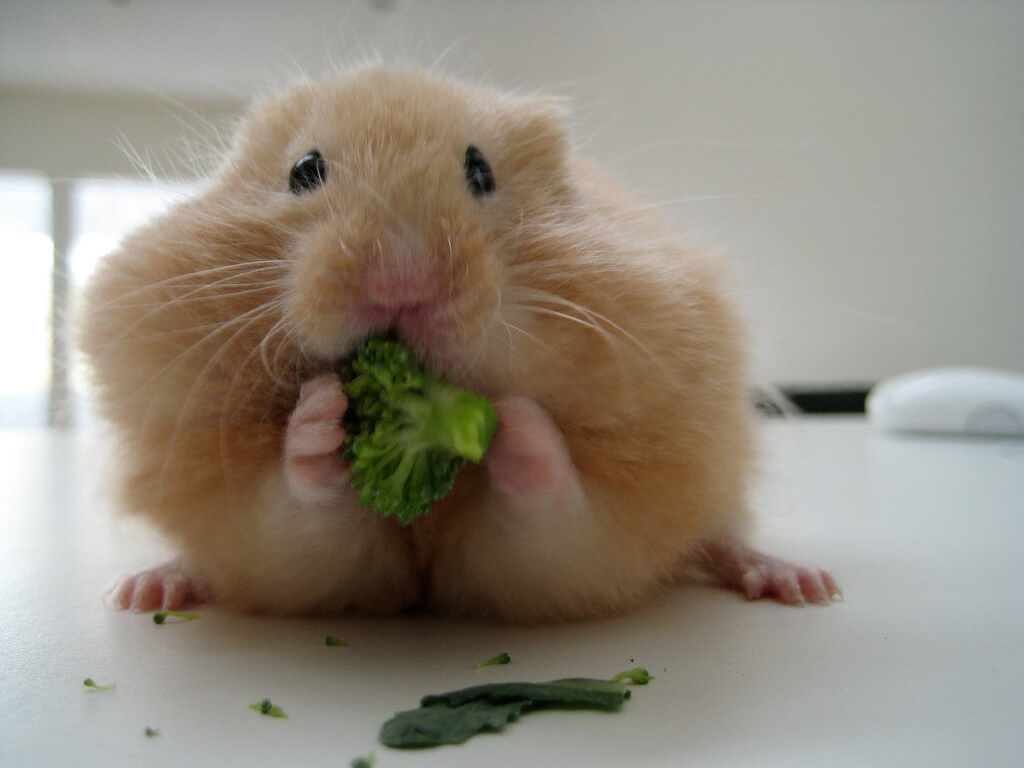 Différents types de nourriture pour hamster Mon hamster