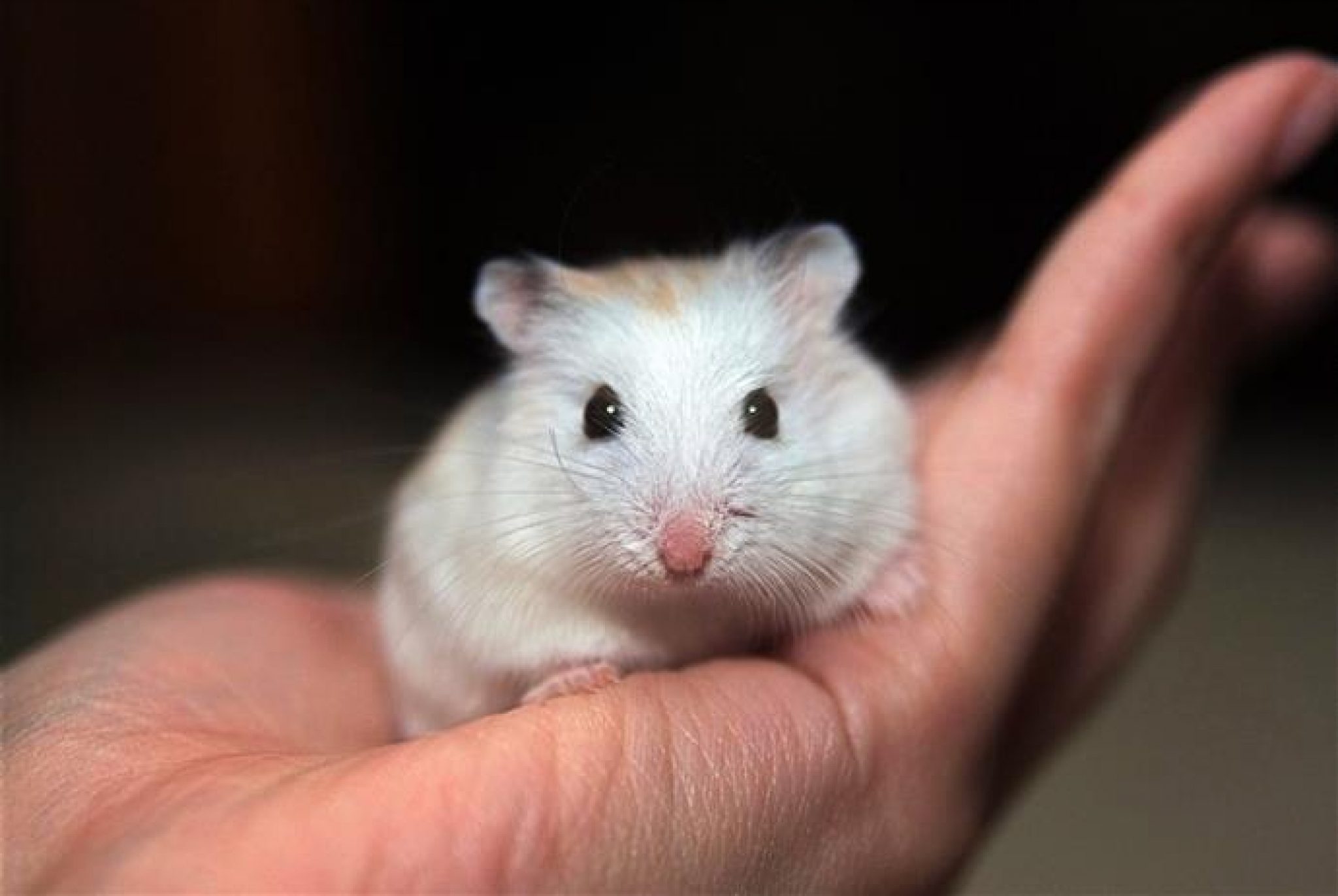 Hamster Cage Choice – Comment créer une maison heureuse pour votre ...