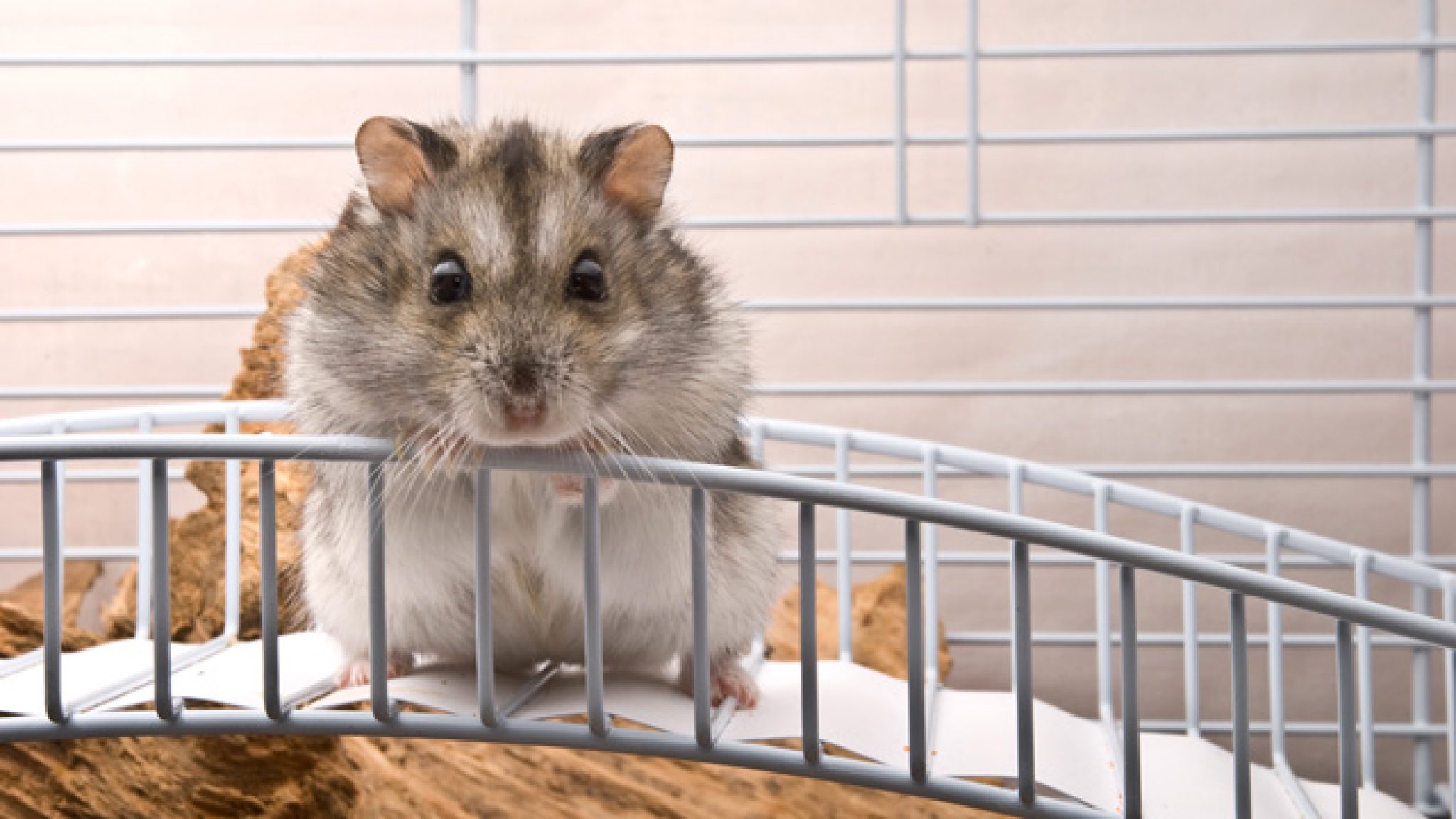 Placer une cage de hamster vous devez faire attention à cela Mon hamster