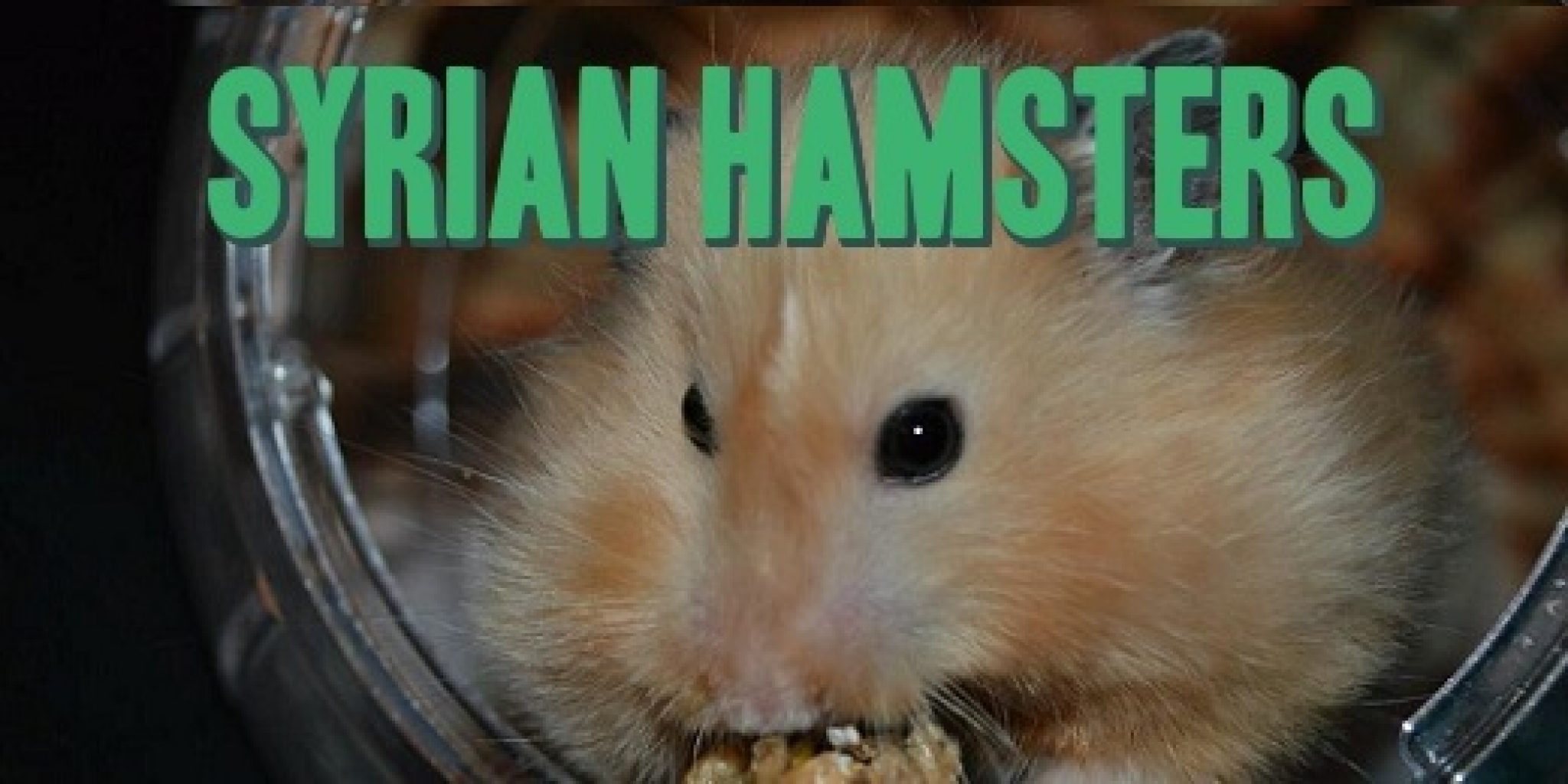 Traitement du hamster syrien, faits, couleurs, durée de vie Mon hamster Traitement du hamster syrien, faits, couleurs, durée de vie Mon hamster