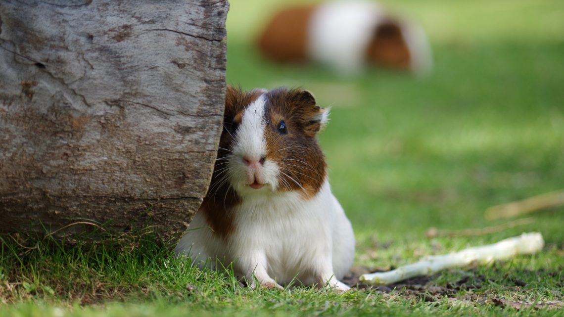 Allier plaisir et sécurité pour loger son hamster.