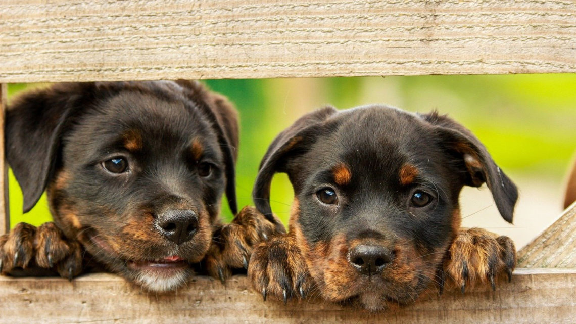 Offrez des croquettes qualitatives made in France à votre chien et votre chat