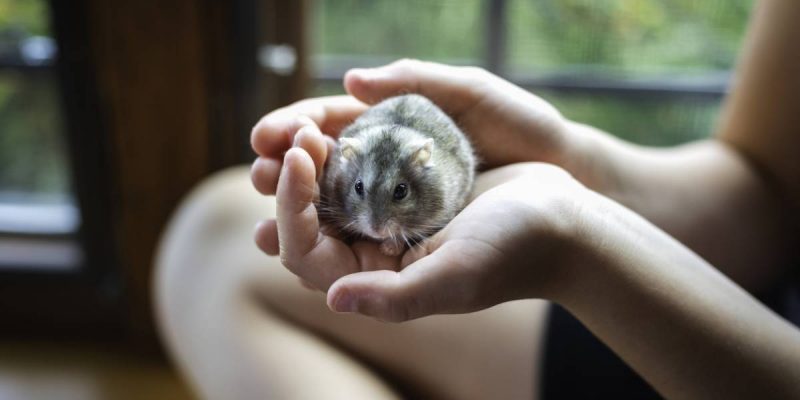 NAC : soins et hygiène des nouveaux animaux de compagnie