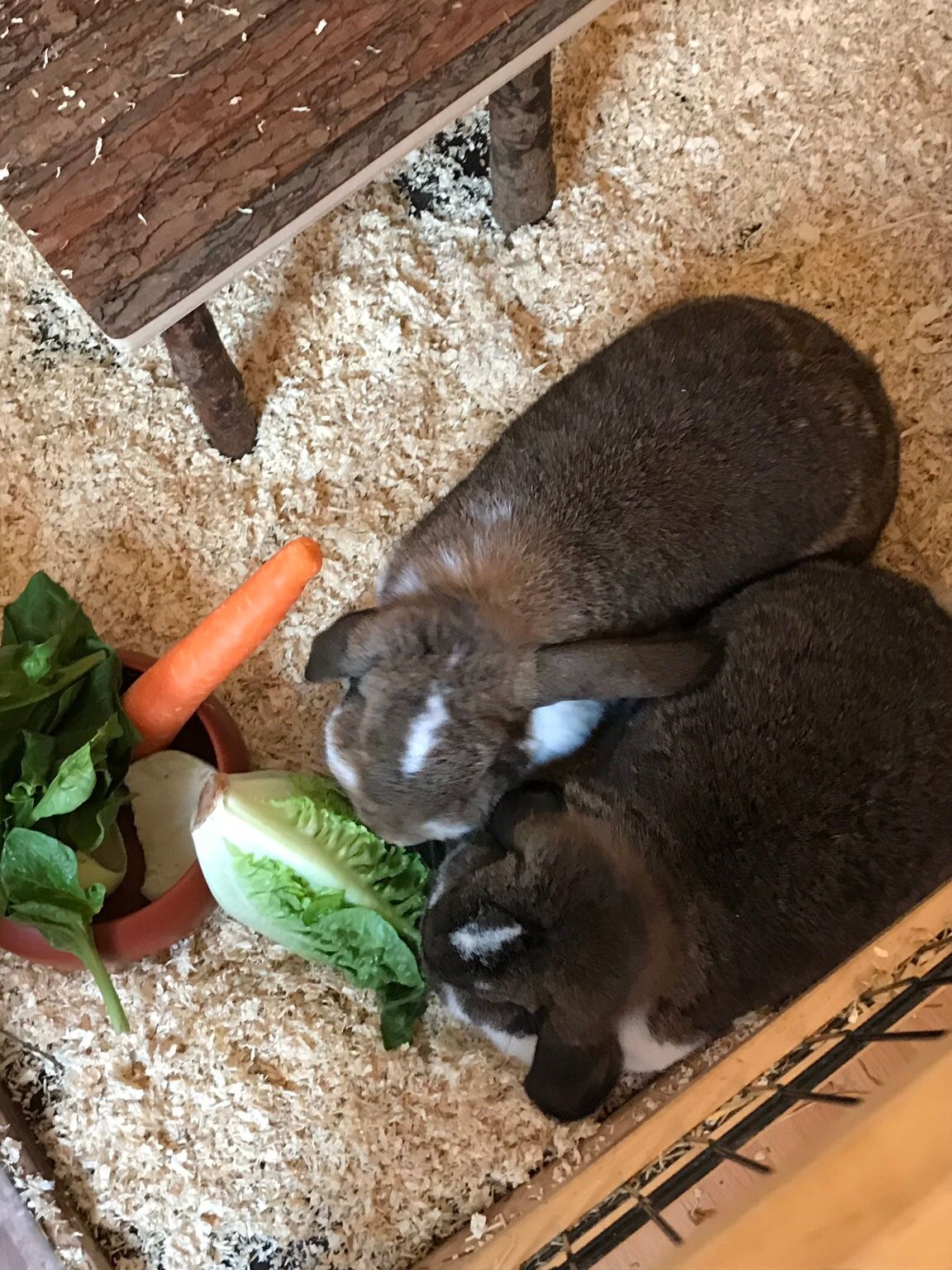 A vendre lapins nains 76646 à Bruchsal pour 70,00 € | Mon hamster