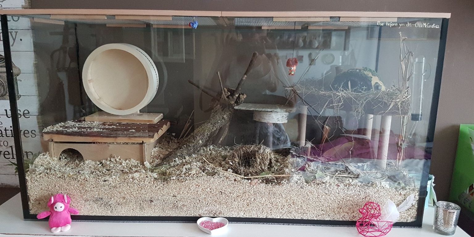 Cage hamster / souris / aquarium 6800 à Feldkirch … Mon hamster