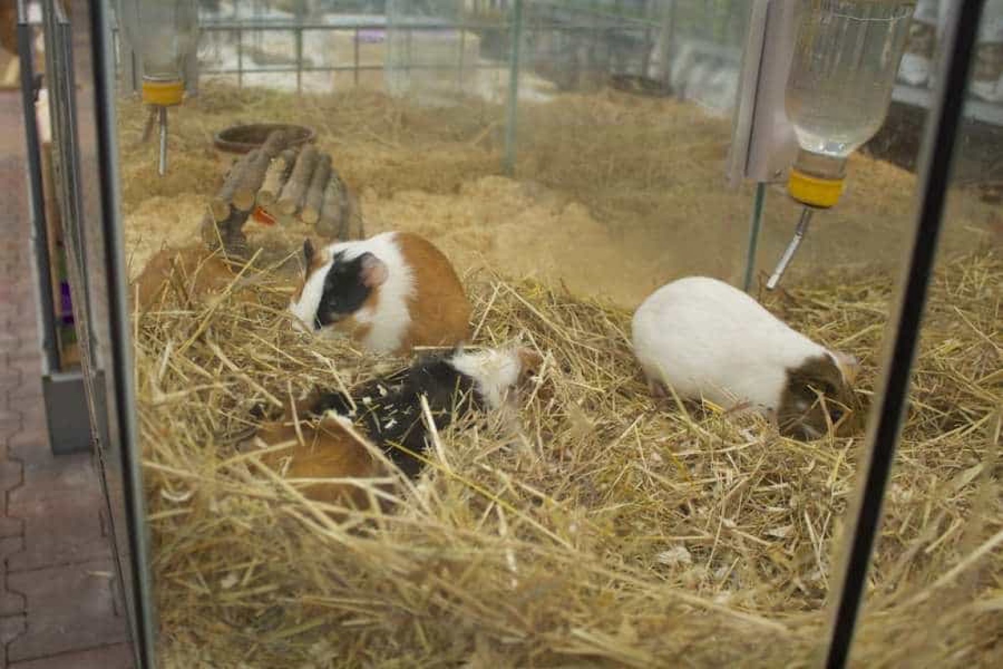 Cages à hamster en cage à hamster en verre Mon hamster