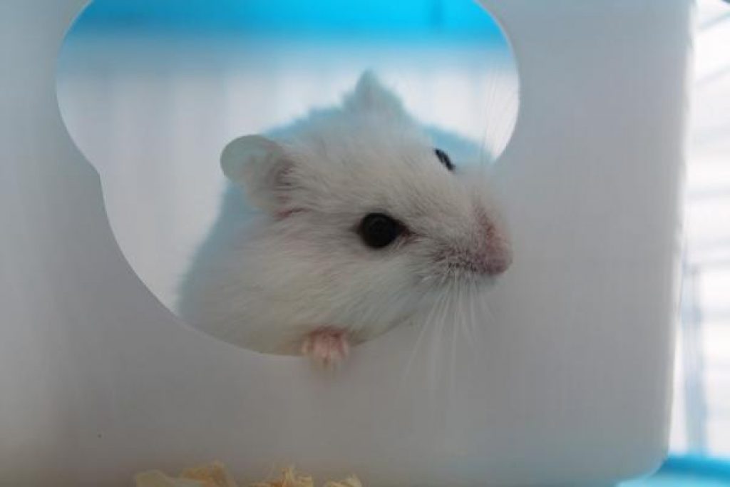 Combien de temps un hamster vitil? Durée de vie du hamster Mon hamster