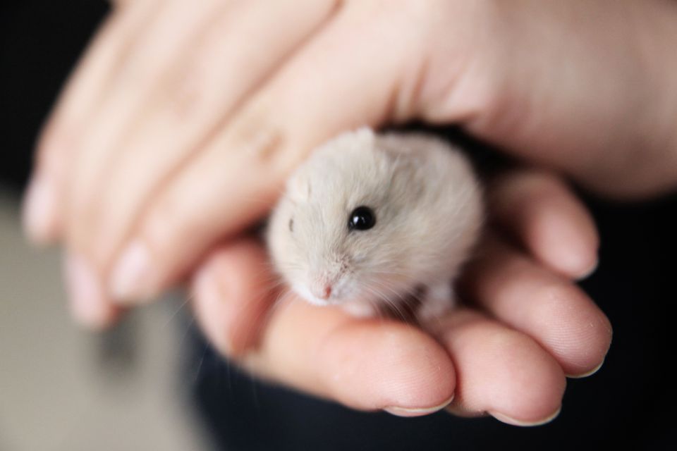 Considérez les hamsters à rayures chinoises comme des