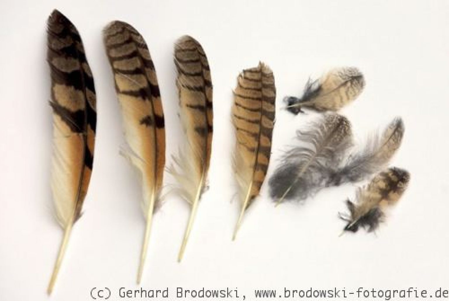 Combien Pese Une Plume D Oiseau Plume d'oiseau – précisez plumes, plume, texture, duvet, photos | Mon