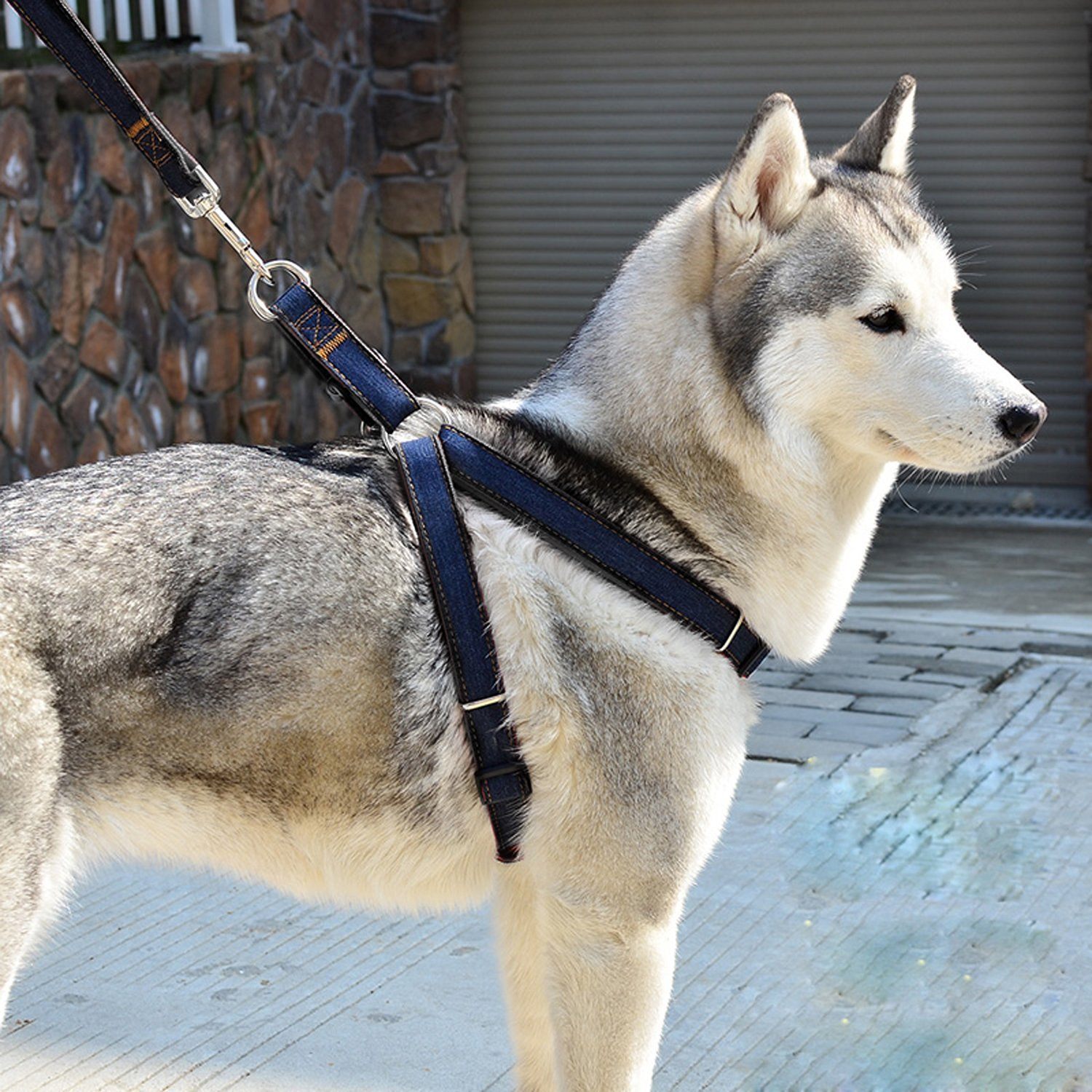 Test de harnais pour chien + comparaison en août 2020 Mon hamster