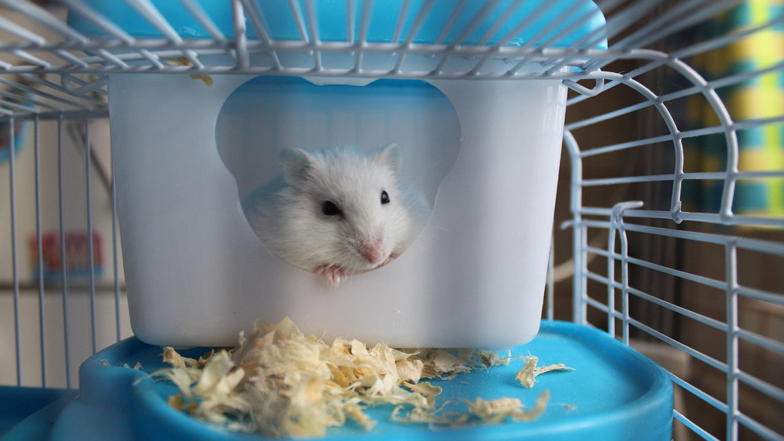 Comment choisir sa cage pour hamster ?