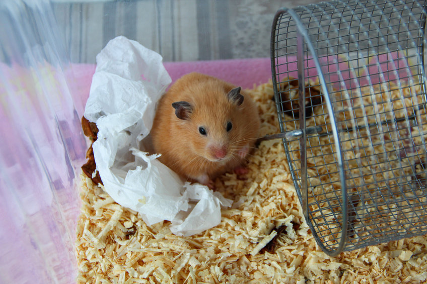 Pourquoi faire du Hamster son animal de compagnie ?