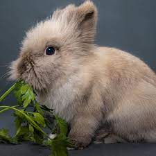 Myxomatose du lapin : quels sont les symptômes ? Comment est-elle transmise ?